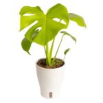 Costa Farms Monstera Golden Compact House Plant (5-Inch Self-Watering Pot) – Golden Compact monstera in a 5-inch self-watering pot